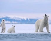 Polar bears