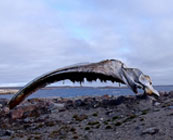 Old whaling camps