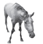 Happy Horse Code, © The Brooke
