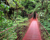 Montverde Cloud Forest