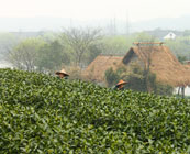 Traditional tea plantations