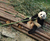 Chengdu Panda Breeding Centre
