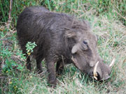 Warthog, KwaZulu-Natal. Photo By Richard Madden