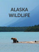 Alaska wildlife