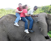 Elephant rides