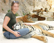 Tiger Temple, Thailand