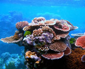 Great Barrier Reef