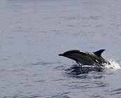 Whales and dolphins