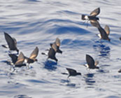 Flores, Corvo and Graciosa
