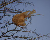 Plastic bags