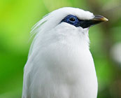 Bali Barat National Park