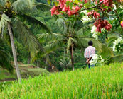 Rice terraces