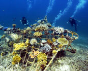 Snorkelling