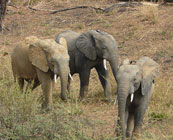 Pendjari National Park