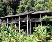 Longhouse homestays