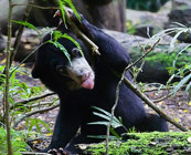 Cute, exotic pets