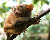Weird wildlife