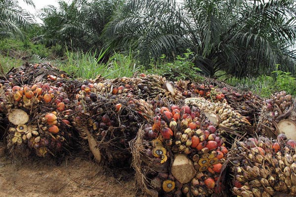 Palm oil by @orajoo