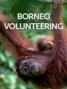 Borneo volunteering