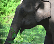 The Elephant Camp