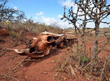 How will climate change affect holidays in Kenya? How will climate change affect holidays in Kenya?