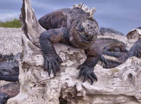 How will climate change affect holidays to the Galapagos? How will climate change affect holidays to the Galapagos?
