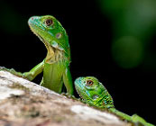 Tortuguero National Park