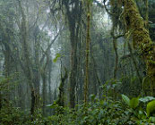 Monteverde Cloud Forest