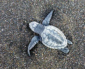 Turtle conservation