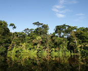 Tortuguero
