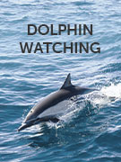 Dolphin watching