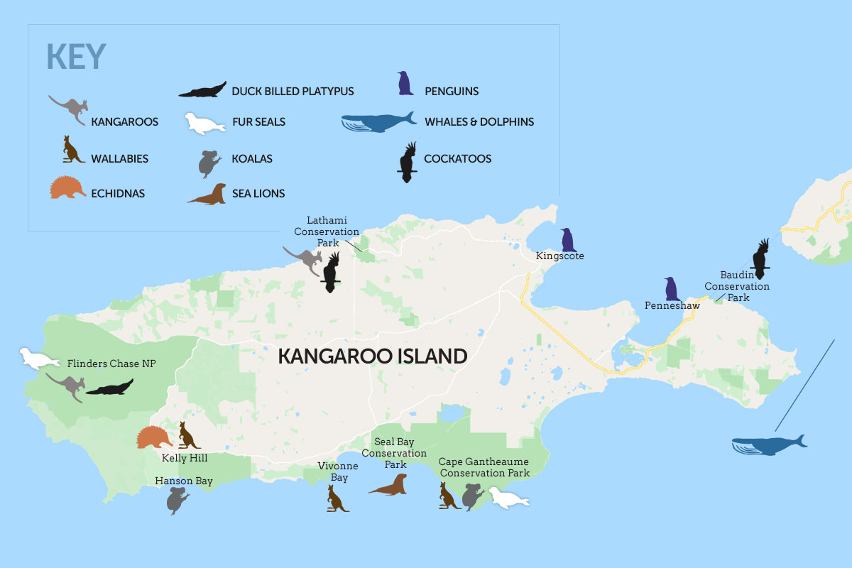 Kangaroo Island wildlife