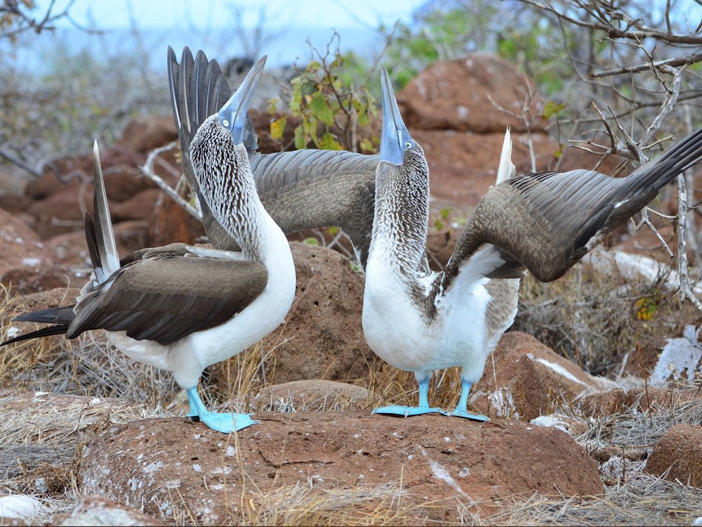 Blue-footed Boobies