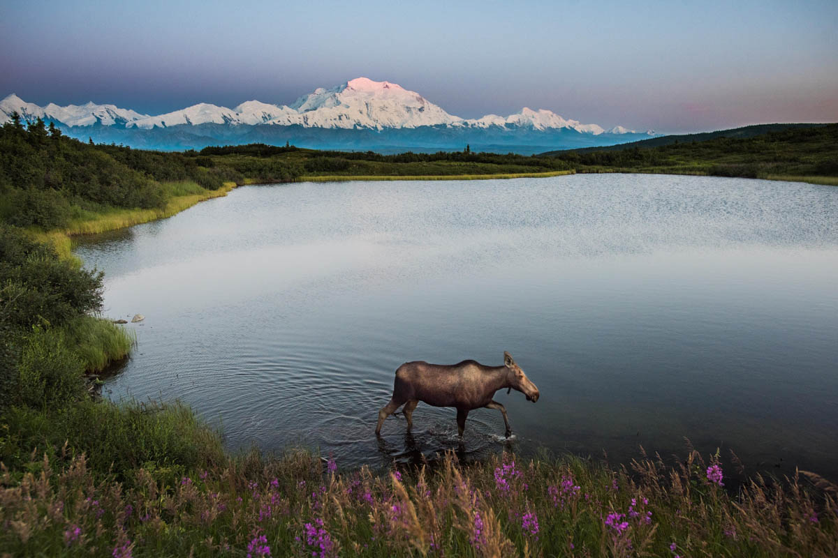 Pterosaur - Denali National Park & Preserve (U.S. National Park