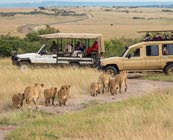 Wheelchair accessible safaris