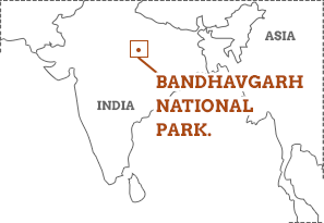 All about White Tigers in India - Bandhavgarh National Park