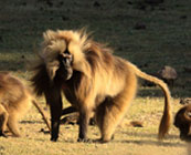 Endemic wildlife