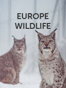 Europe wildlife