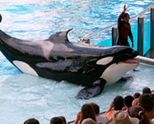 Performing animals
