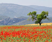 Catalonia