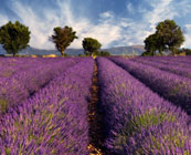 Provence