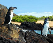Wildlife encounters