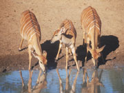 Gazelles, KwaZulu-Natal. Photo By Richard Madden