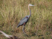 Heron, KwaZulu-Natal. Photo By Richard Madden