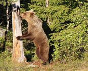 Bear Tracking