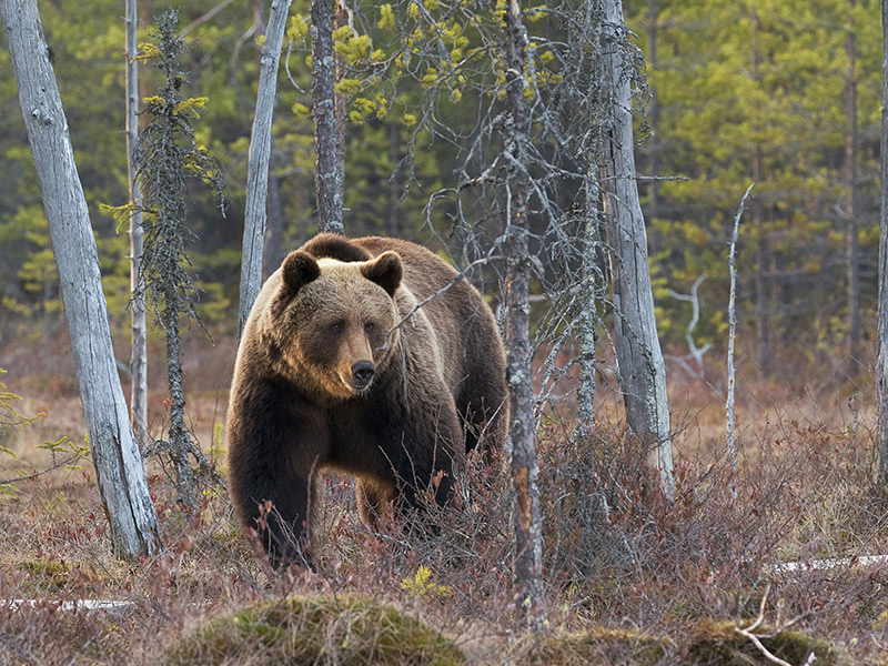 Wonderful wildlife holidays Wonderful wildlife holidays