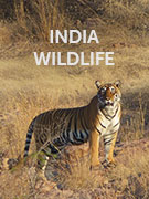 India wildlife