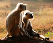 Central India