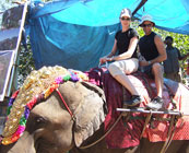 Elephant rides