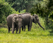 Kerala